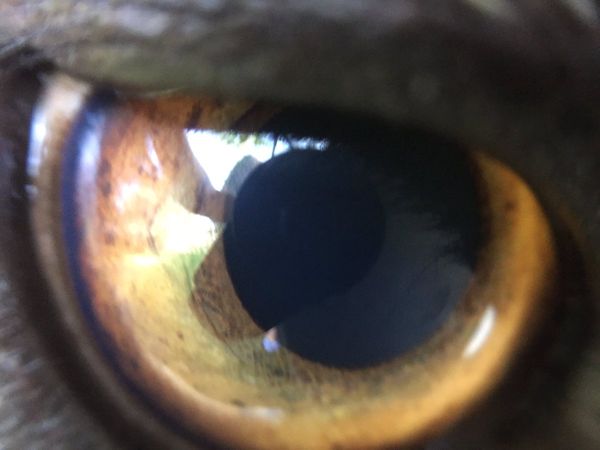 IcstudiosDesign's tweet photo. It's almost impossible take a picture of the eye of our German shepherd π #creative #photography #macrolens #interactivecreativestudios https://t.co/w9V3AAjr0A