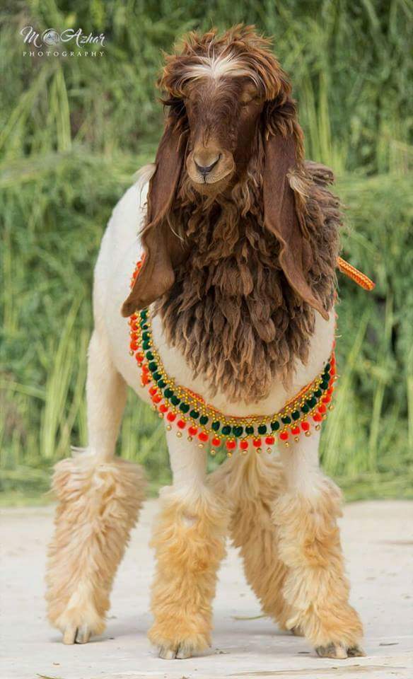 @devaluvi tweet media