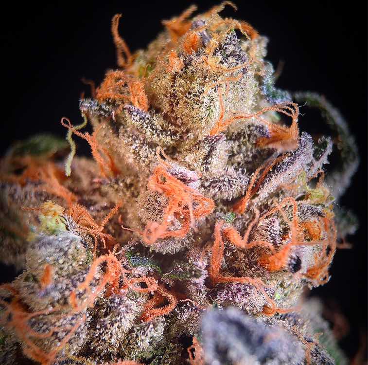 weedseeking tweet picture