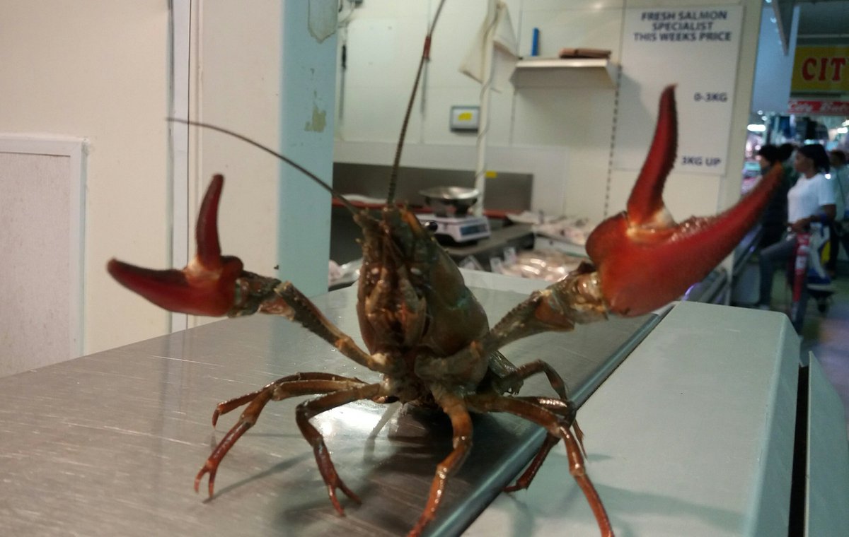 Fish_Ecol_NE_EA's tweet photo. #Signal #crayfish for sale. Help stop them threatening #whiteclawed crayfish on the #Wansbeck by remembering to #checkcleandry every time. https://t.co/jFL2Nn5Xpf