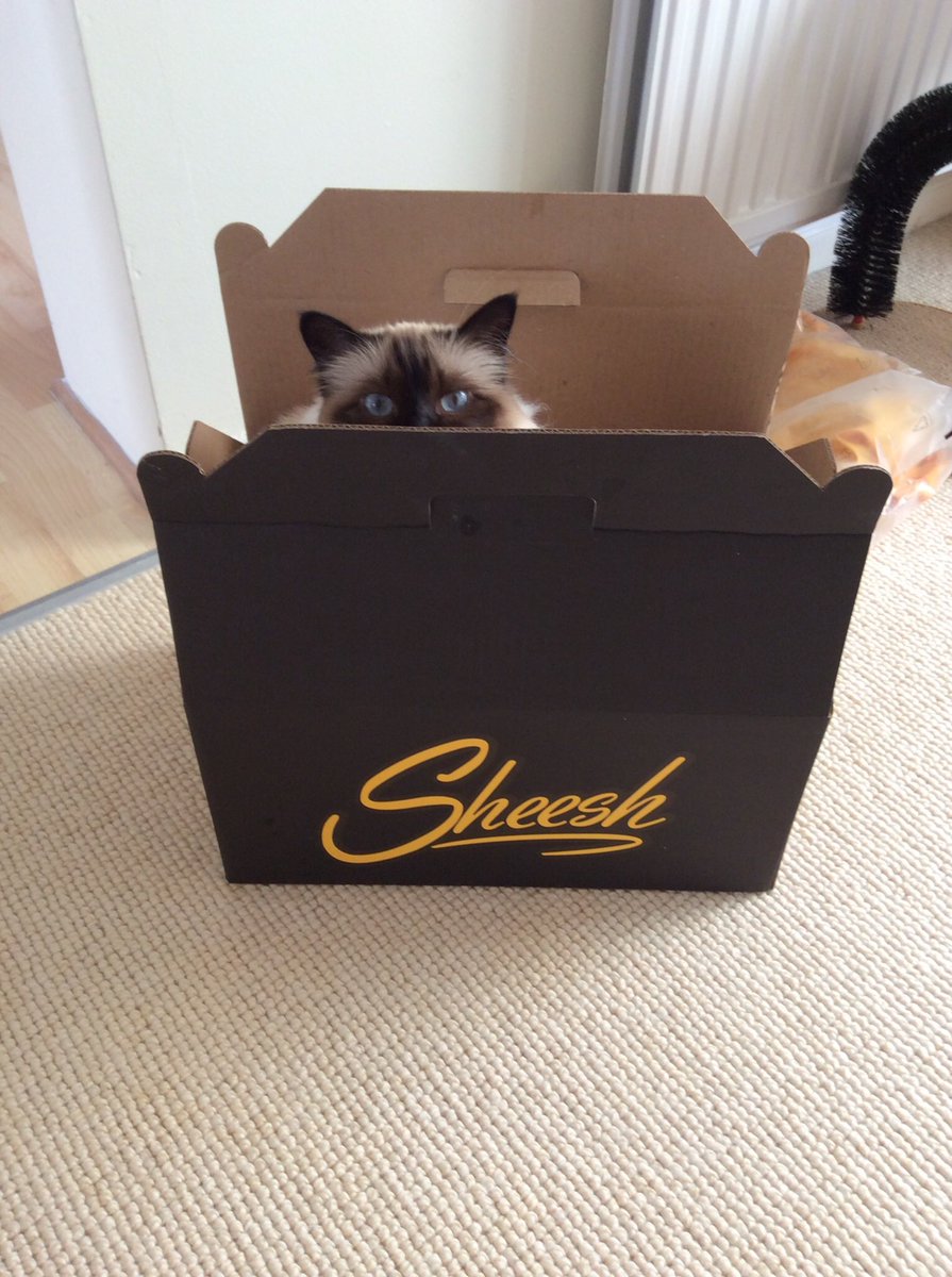 Cat in a very tasty box <a href="/SheeshChigwell/">Sheesh Chigwell</a>