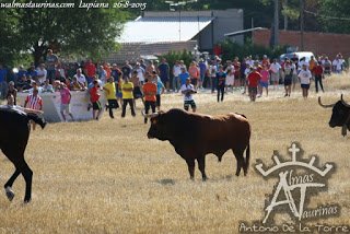 JuanraLuengas's tweet photo. Ejemplos de encierros por el campo,no dejemos que 4 aburridos quieran quitarnos las tradiciones de nuestros pueblos. https://t.co/jnLBmdfabO