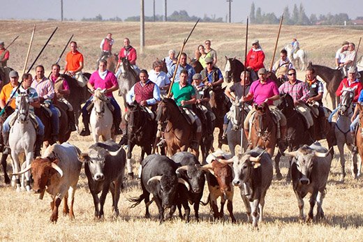 JuanraLuengas's tweet photo. Ejemplos de encierros por el campo,no dejemos que 4 aburridos quieran quitarnos las tradiciones de nuestros pueblos. https://t.co/jnLBmdfabO