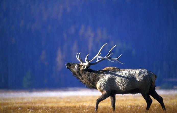 USFWS's tweet photo. Happy National #WildlifeRefuge Week! Find the nearest refuge to visit: https://t.co/I7c21KUVjO https://t.co/AxMWbBv1aJ