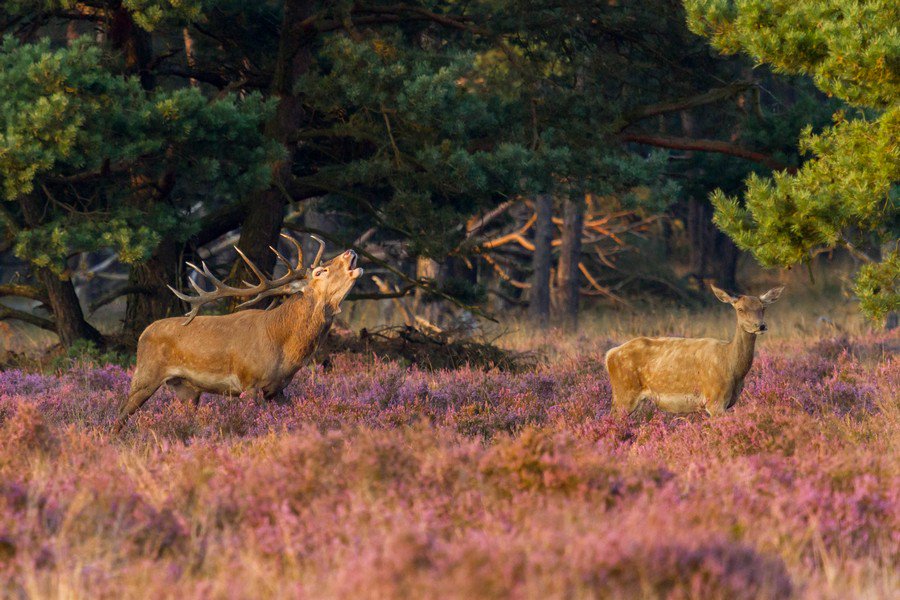 Hotel Mennorode tweet media