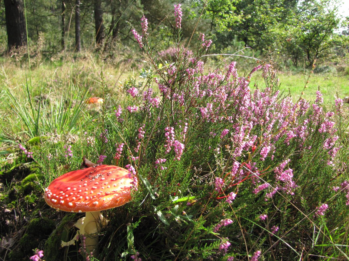 Hotel Mennorode tweet media