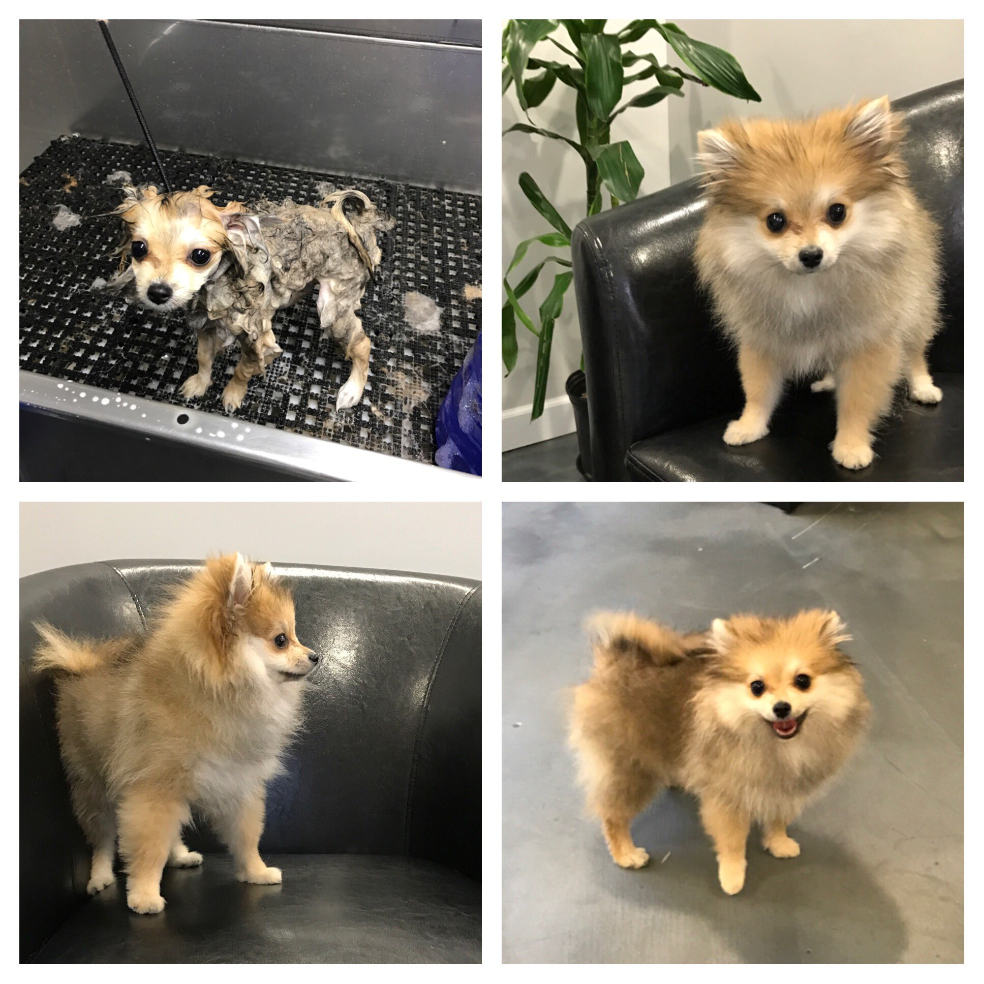4 month old pomeranian 2025