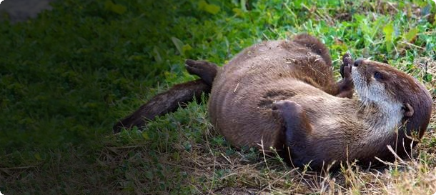 MyFWC Life tweet media