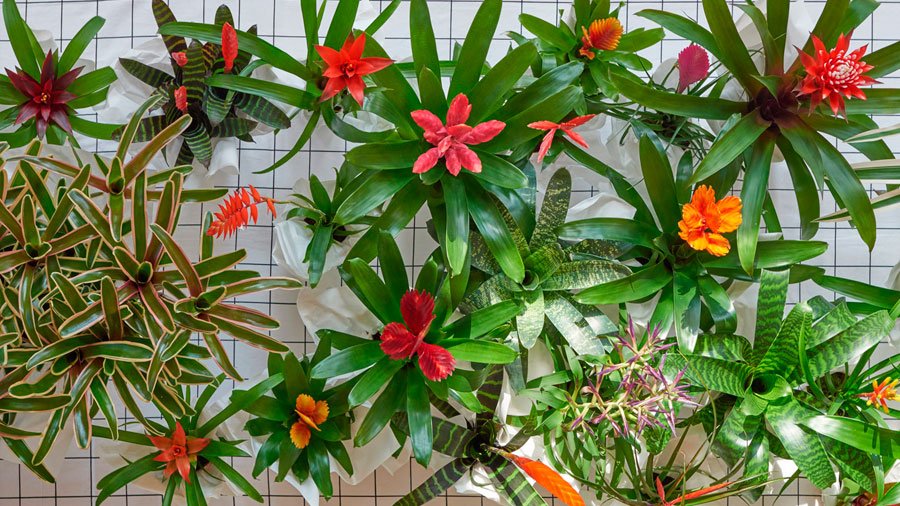 agroalimentando's tweet image. Éstas son las plantas que mejor limpian el aire de tu casa buff.ly/2cLIfEI