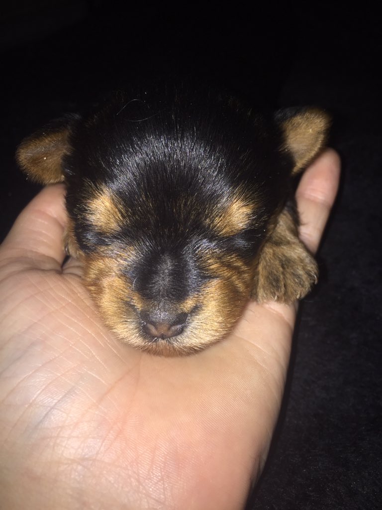 erasmus_roxanne's tweet photo. @eugene_tredoux  #newfamilymember #babyCapone😍 https://t.co/38AW1i3Fdf