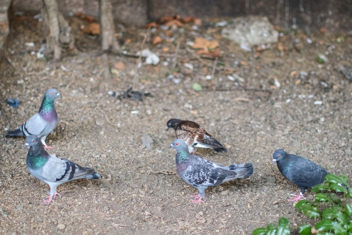 "Do we look like Pidgis? Oh, we do? Well, we're not. Go away."