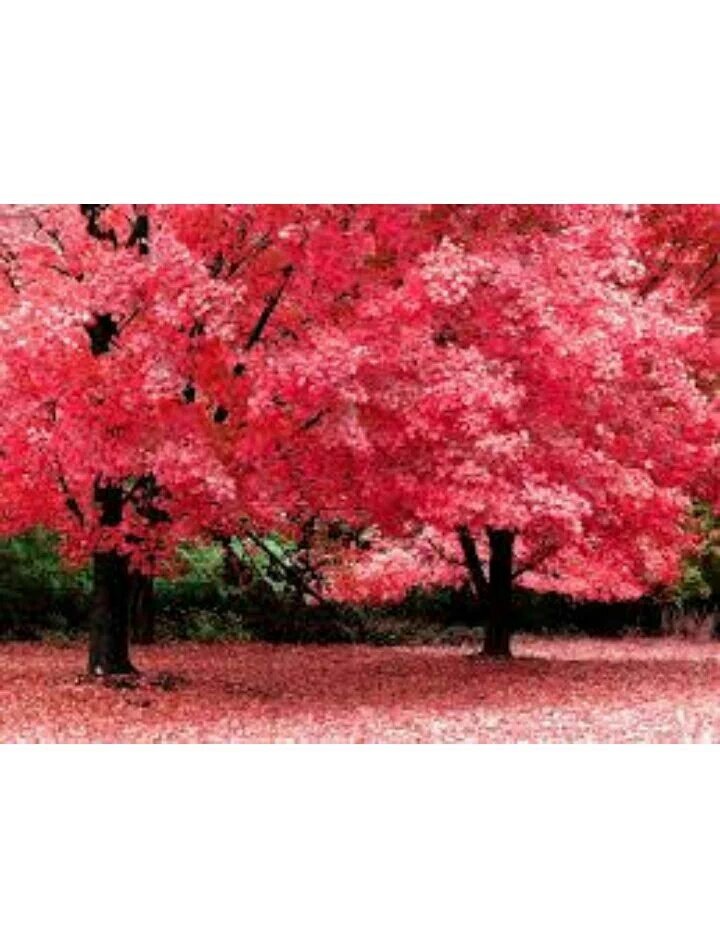 angelgutierrez (@aagutierrezflor) on Twitter photo 