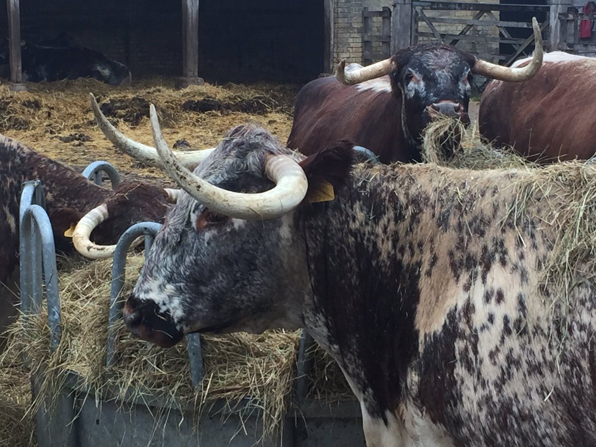 DrewBennellick's tweet image. .@nt_scones wet day @WimpoleEstateNT. Shame the scone lacked moisture &amp;amp; fruit! Fab cows however!