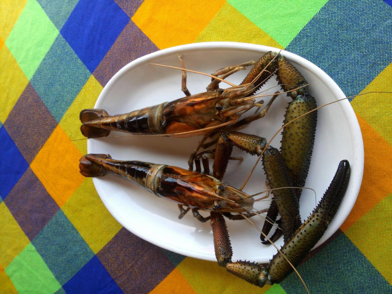 Uživatel Food and Travel MX na Twitteru: „Seguimos en #Colima disfrutando de un tradicional caldo de chacales, salpicón de dorado y ceviche colimeno. /k1dvV5gfz0“ / Twitter Uživatel Food and Travel MX na Twitteru: „Seguimos en #Colima disfrutando de un tradicional caldo de chacales, salpicón de dorado y ceviche colimeno. /k1dvV5gfz0“ / Twitter
