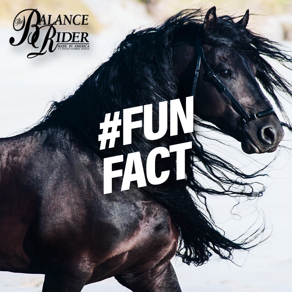 thebalancerider's tweet image. #FunFact: "Hippotherapy" is the official term for horse therapy