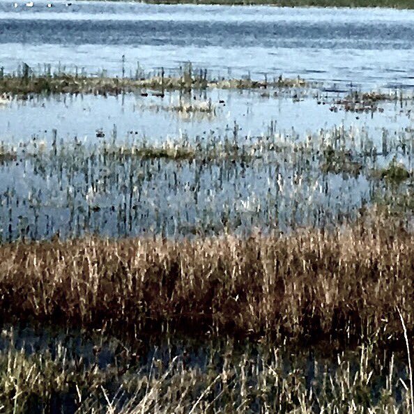 francesshelley's tweet photo. The cup is full.  #abundance #hightide #riverhigh #highwater #plenty https://t.co/N2ZHXwr1Mj