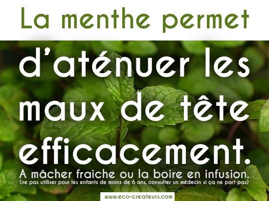 Parce que j'adore utiliser la #menthe pour faire partir mes #mauxdetête (cf : #larousse des #plantesmédicinales)