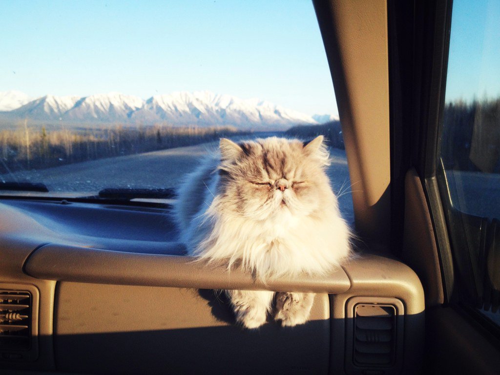 CNTraveler's tweet photo. 9 things you need to know before going on a road trip with your pet https://t.co/L20mSjmiOQ https://t.co/i1VbC548Jr