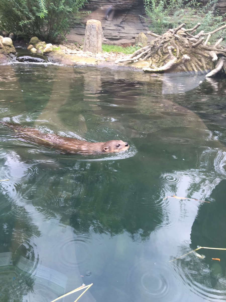 Jamie_Lynn7792's tweet photo. Hey @lorelaiscott it's an otter #zoodaywithbae 😝 https://t.co/AMlCMz4WnD