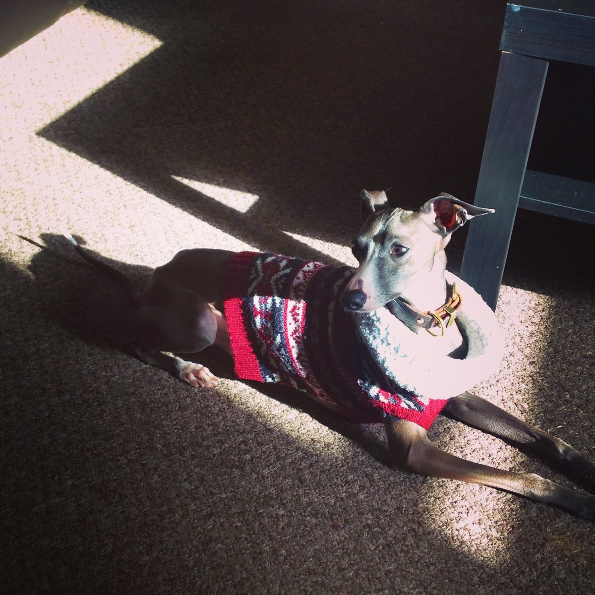 MairiMacTweed's tweet photo. Little bud sunning himself while I read.
#italiangreyhound #notaspaniel #handsomeboy https://t.co/CF4txc0sUA