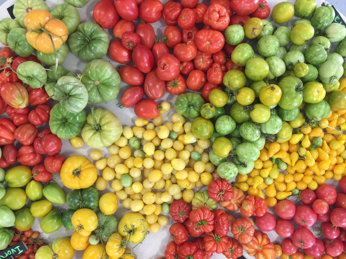 BecketFilms's tweet photo. Most important thing we can all learn: How to grow food!
#DavidKing #SLOLA @heirloomexpo @occupytheseed @gardenerd1 https://t.co/qbdJYrwDuW