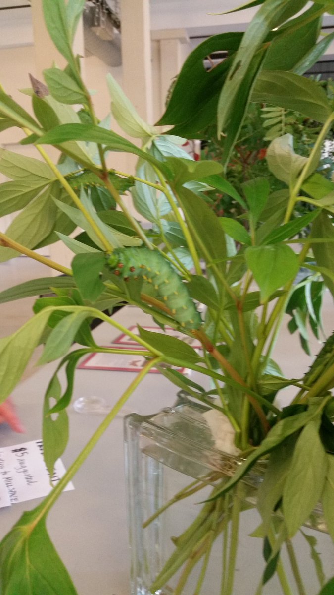 Visit The Caterpillar Lab today from 12-5. This beautiful exhibit  is a FREE event !