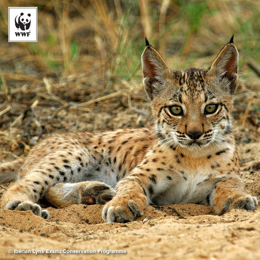 WWF's tweet photo. In 2002, there were fewer than 100 Iberian lynx in the wild. Today? Over 400! #RarestCat https://t.co/r0jTh9j9ky https://t.co/nghBRnVNOs