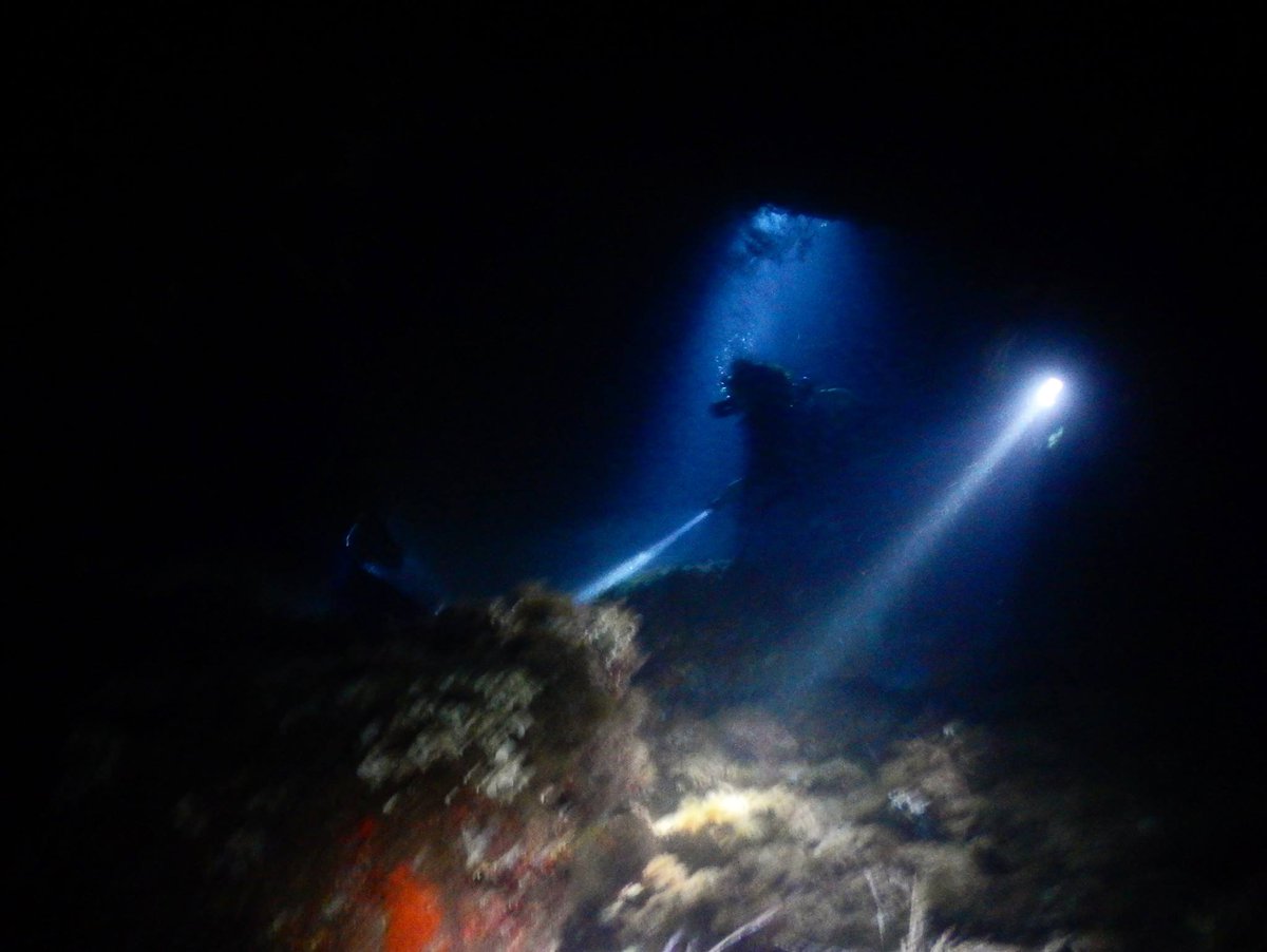 MallorcaProdive's tweet photo. #NightDiving in an #Octopuses garden! #ScubaDiving in #Mallorca @scubadiverlife @SeeMallorca @TOTNMallorca @Seasaver https://t.co/g30eQ8sHVL