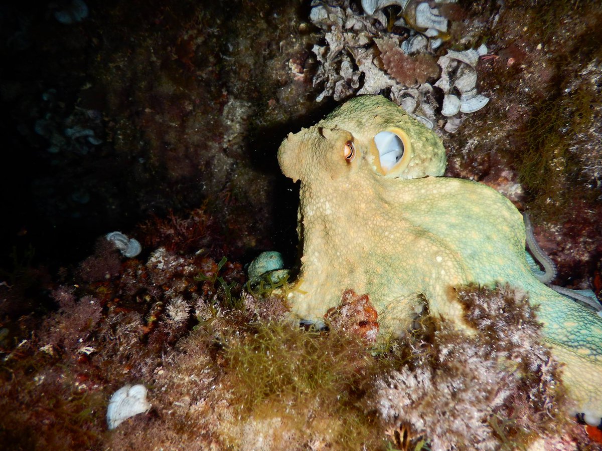 MallorcaProdive's tweet photo. #NightDiving in an #Octopuses garden! #ScubaDiving in #Mallorca @scubadiverlife @SeeMallorca @TOTNMallorca @Seasaver https://t.co/g30eQ8sHVL