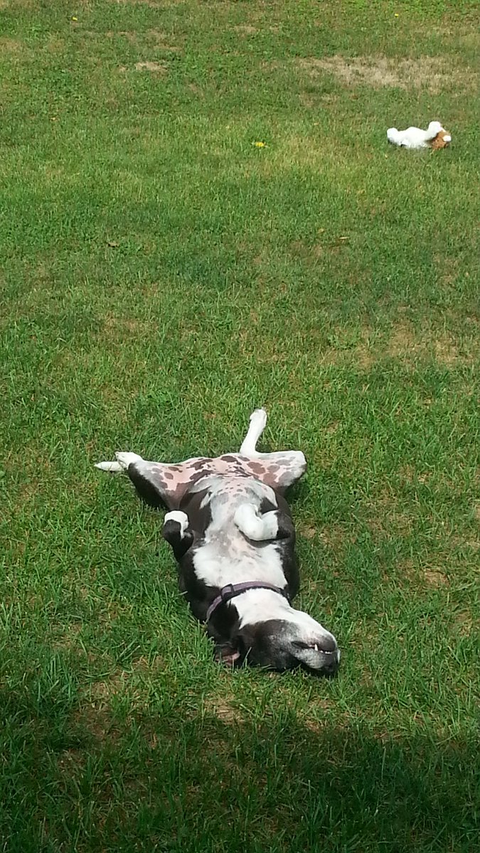 susand883's tweet photo. what I do when I dont feel like getting up for work #siesta #furbaby #funnyanimals #pupaid Cole's a #rescuepup #love https://t.co/begFB6lcdo