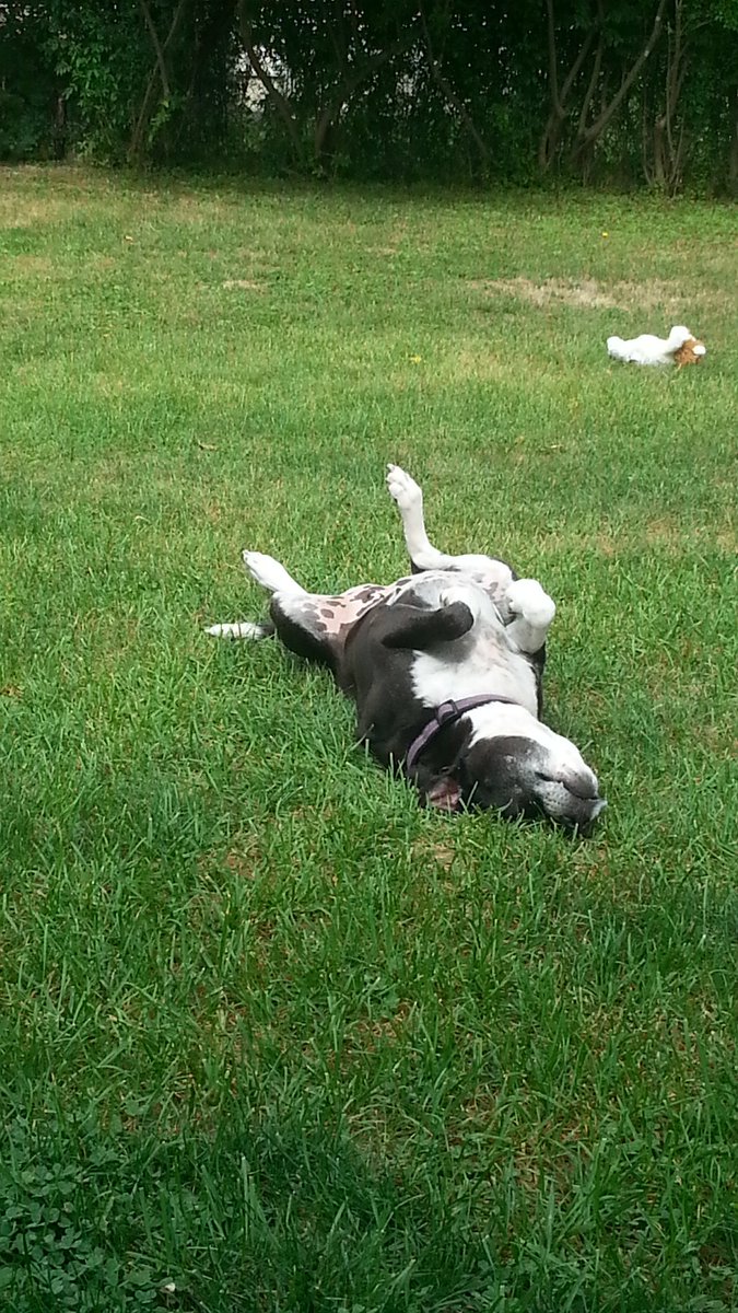 susand883's tweet photo. what I do when I dont feel like getting up for work #siesta #furbaby #funnyanimals #pupaid Cole's a #rescuepup #love https://t.co/begFB6lcdo