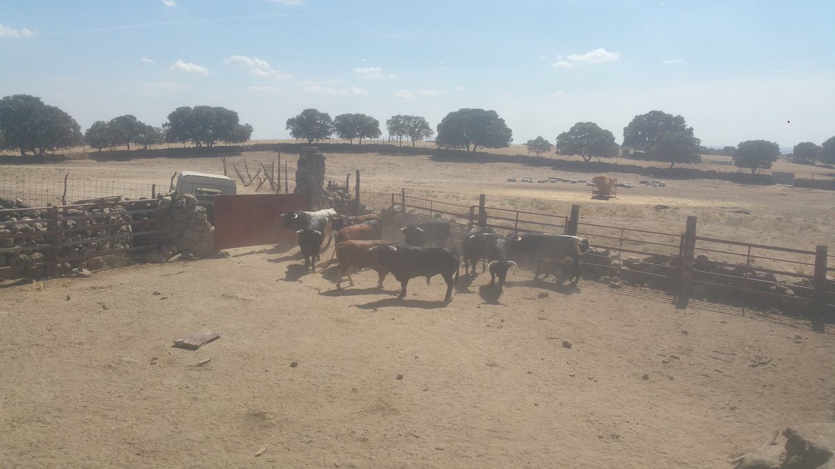 JM_TRANS_TOROS's tweet photo. Cargando #Toros de #Quintas y el #ElEstoque para #Encierro y concurso de #Recortes en #Valdilechas https://t.co/TTnC8q7aPQ