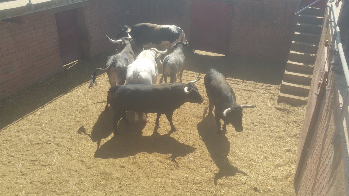 JM_TRANS_TOROS's tweet photo. Cargando #Toros de #Quintas y el #ElEstoque para #Encierro y concurso de #Recortes en #Valdilechas https://t.co/TTnC8q7aPQ