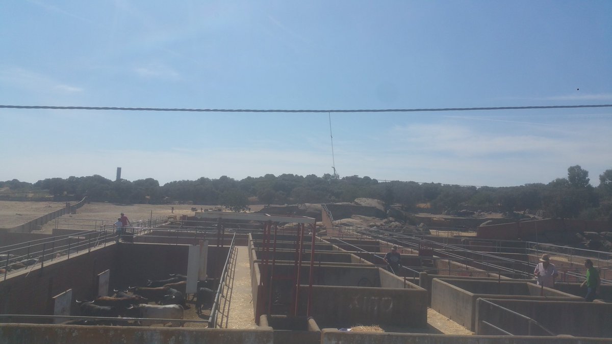 JM_TRANS_TOROS's tweet photo. Cargando #Toros de #Quintas y el #ElEstoque para #Encierro y concurso de #Recortes en #Valdilechas https://t.co/TTnC8q7aPQ