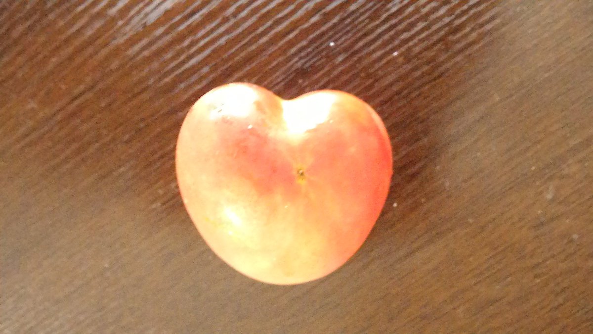 Mayomayo003's tweet photo. おじいちゃんの畑で取れたトマト🍅
ハートの形になってたー！ https://t.co/RkTZfqy3wr