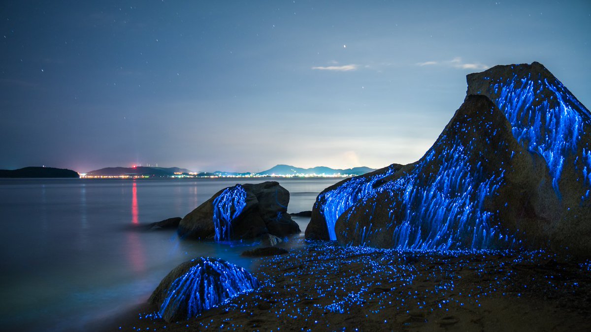 hintling's tweet photo. “The Weeping Stones”, Bioluminescence Photography #photography #inspiration View more: https://t.co/dz0qeaQwJW https://t.co/SP4fJrH1jK