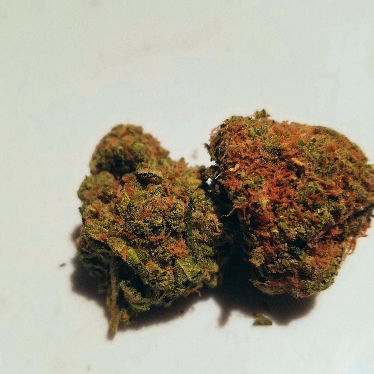NothingbutGrass's tweet photo. Some beautiful buds #420 #wakeandbakeweekend #MaryJane #cannabis https://t.co/T2xCqpz3gE