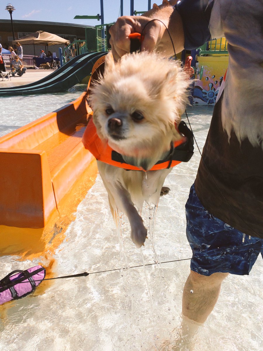 KCMOParks's tweet photo. #DippinDogs swim parties @TheSpringsKC https://t.co/12FeRvevGR