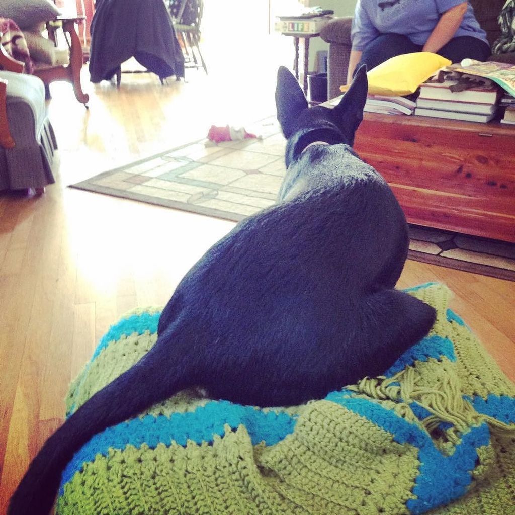 patperkins1988's tweet image. My dog sits funny. #weirdbehavior ift.tt/2c9cwNN