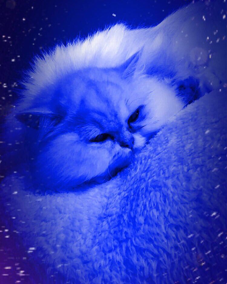 VanVanhaut's tweet photo. Mon bébé d' #amour #lilly #rose #peace #calme #persan #chat 💕🐾 https://t.co/VD87iv27R1