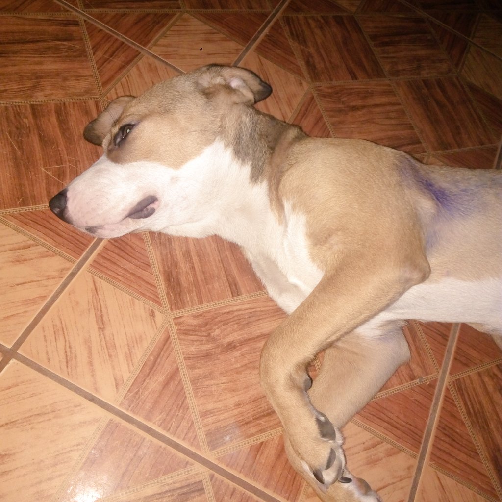 milagrosSUD's tweet photo. @panchocavero1 Yo rescate a mi bebe ahora esta mejorando #DrVetVuelveConTodo https://t.co/DISh0NeOGt