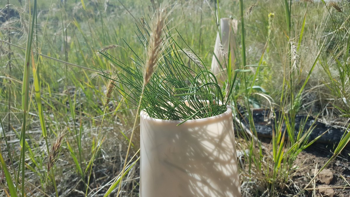CoconinoNF's tweet photo. Little Bear Trail Day #Flagstaff - pine seedlings planted after #SchultzFire were part of an early volunteer effort https://t.co/zgV9YxJhP7
