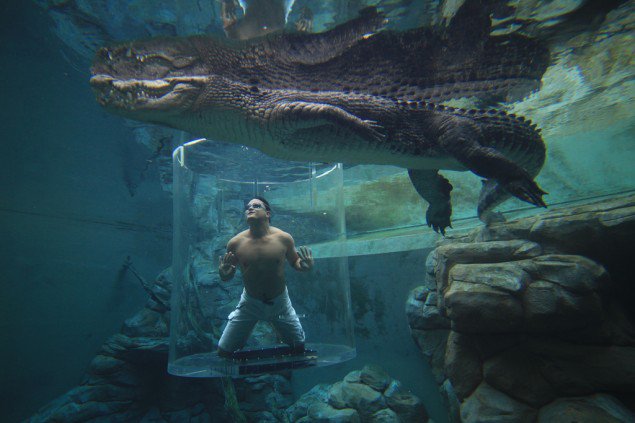 Metro_TV's tweet photo. Berenang Bersama Buaya di Crocosaurus Cove https://t.co/KHuff3bxOE https://t.co/1LR7Kab3VE