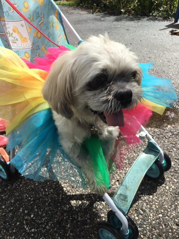 Hospice_Hearts's tweet photo. AWWW! One of our adoptable #dogs at today's #CUPride2016 parade in #Champaign #IL Come see us! @theUPcenterCU https://t.co/mpEc7oFOOG