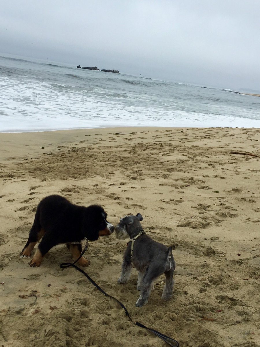 imee4stanford's tweet photo. #dogsoftwitter enjoying coastside #HMB playtime. #likehumans @RitzCarltonHMB https://t.co/NefYb912GV