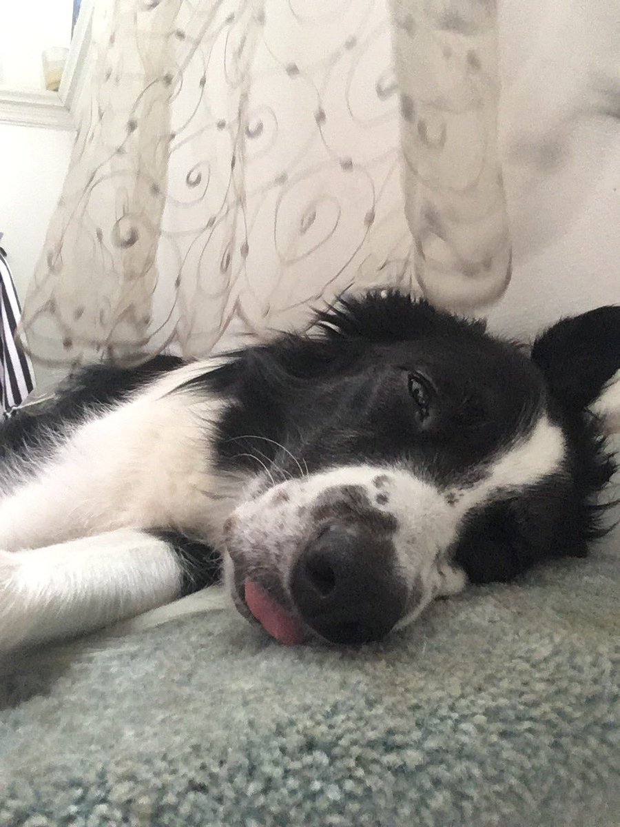 PaysonDog's tweet photo. Sleeeeeeepy. #bordercollie https://t.co/DMV5AByRrY