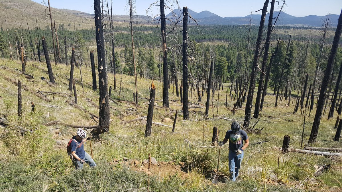CoconinoNF's tweet photo. Little Bear Trail Day volunteers working hard, repairing damage from #SchultzFire #Flagstaff @FlagstaffBiking https://t.co/OeiM7NqXFn