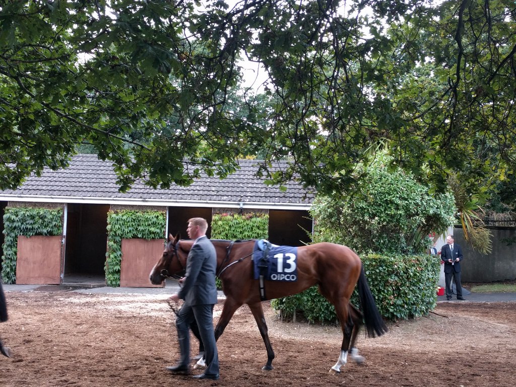 DublinRacingClu's tweet photo. Minding on her way out for the Champion Stakes. This is going to be a cracker! https://t.co/Mmy5TQkWKu