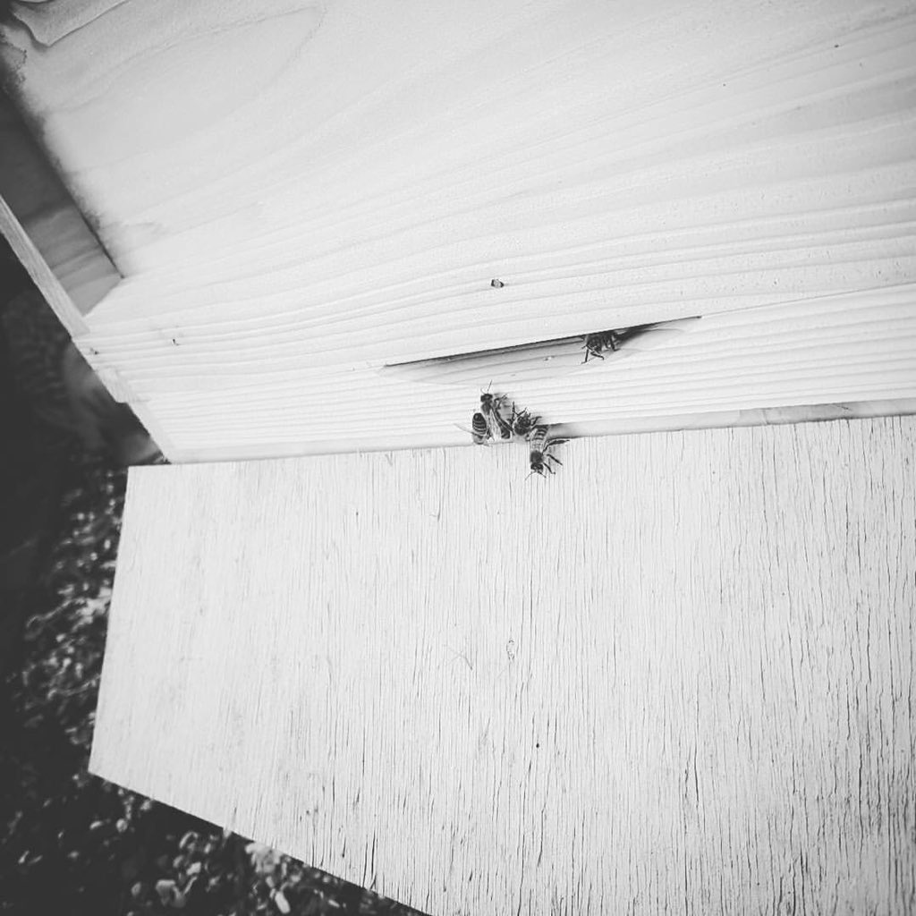 Epsom_Chinn's tweet photo. @garrodt @mikecoulson48 @ChrisCr711 @daverussell @GraceMurphy2 @TakePart -  my new hive #savethebees #ebka https://t.co/htL0DGlRnD