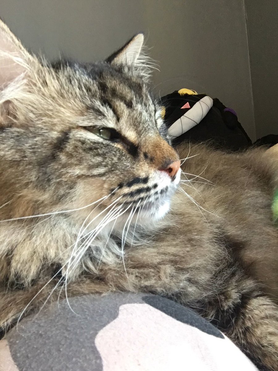 ConquerorAscot's tweet image. Time to nap on my human. Hope they didn&apos;t have any plans for a while.